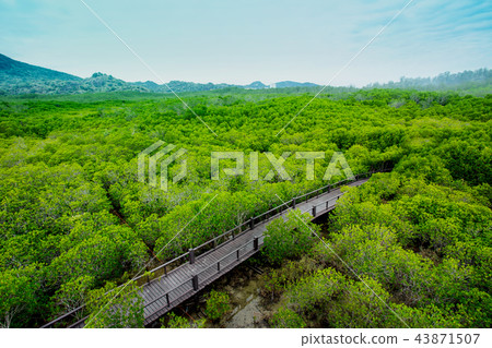 Forest, Bridge , Footbridge, Public Park, Rain 43871507