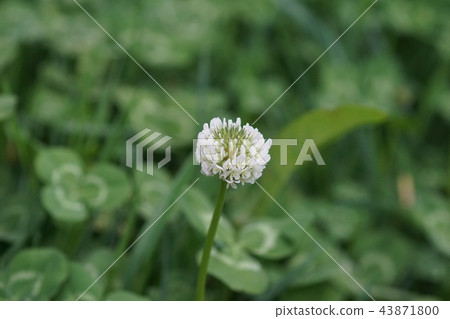 白三葉草白三葉草花字“記得” 43871800