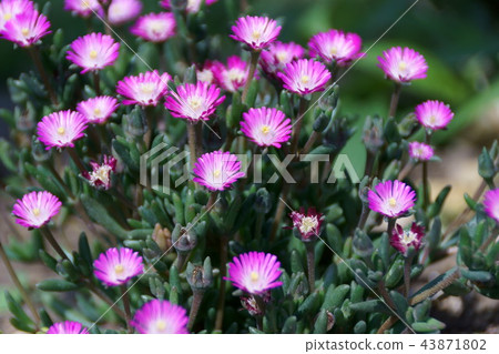 Hime Matsuba chrysanthemum Derosperma Flower language is "innocent" 43871802