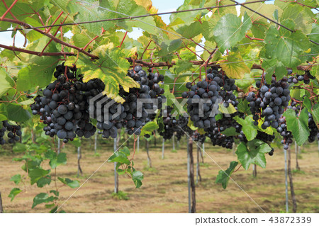 收穫前的葡萄 43872339