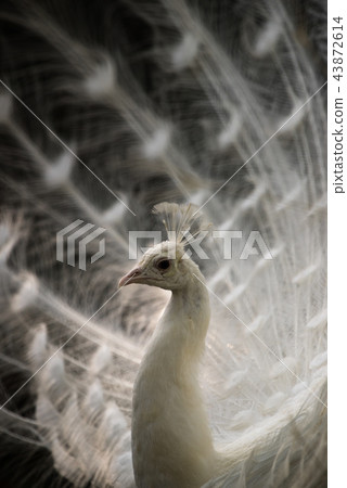 Peacock Peacock 43872614