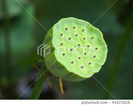 蓮(蓮)果 蓮(蓮)果 43872628