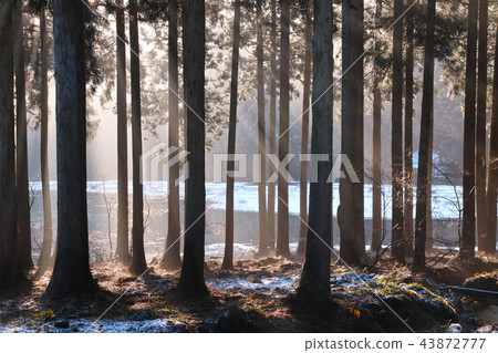 Hiraike in winter Takashima City, Shiga Prefecture 43872777