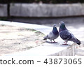 Good friend pigeon 43873065