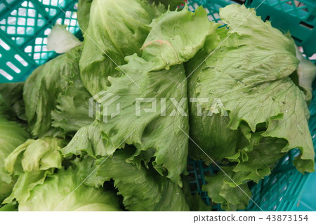 lettuce lettuce 43873154