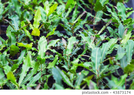 Macadamia nuts seedlings with green leaf 43873174