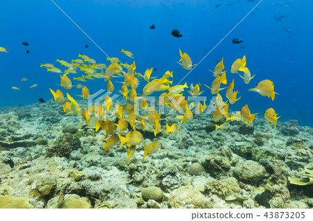 Palau diving hawk moth flock Palau diving hawk moth flock 43873205