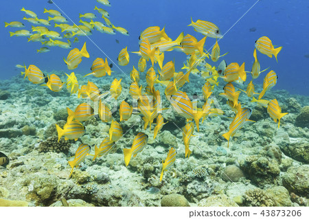 Palau diving hawk moth flock Palau diving hawk moth flock 43873206