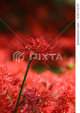 Nittsumori埋葬群的群集孤挺花 43873334