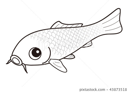 Carp Nishikigoi Platinum White Plain Coloring 43873518