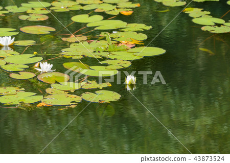 White water lilies bloom in the pond. White water lilies bloom in the pond. 43873524