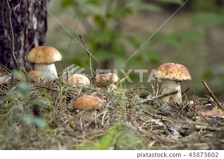 Mushrooms in the woods 43873602
