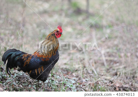 Local chicken, chicken Local chicken, chicken 43874013