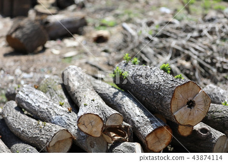 記木柴 記木柴 43874114