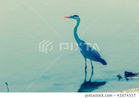 Bird Grey Heron Water 43874337