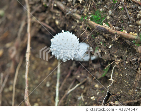 White mushroom (poisonous mushroom) 43874547