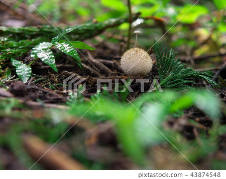 Hokoritake Hokoritake 43874548