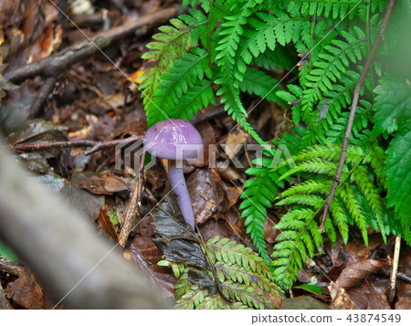 mushroom 43874549