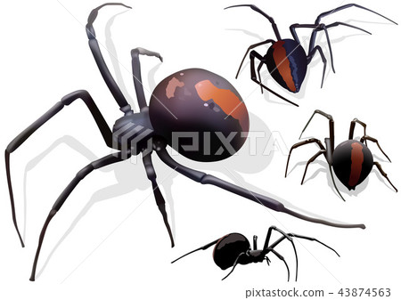 Black Widow Spider 43874563