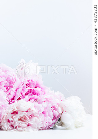 Pink floral background Pink floral background 43875233