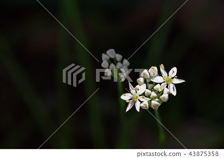 Nira Flower Nira Flower 43875358