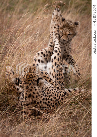 Cheetah and cub play fight in grass Cheetah and cub play fight in grass 43875574