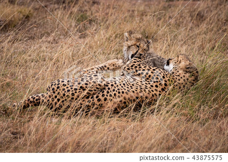 Cheetah and cub play fighting in grass Cheetah and cub play fighting in grass 43875575