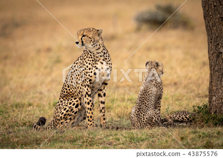 Cheetah and cub sit facing different ways Cheetah and cub sit facing different ways 43875576