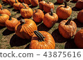 Rows Of Pumpkins At An Orchard 43875616