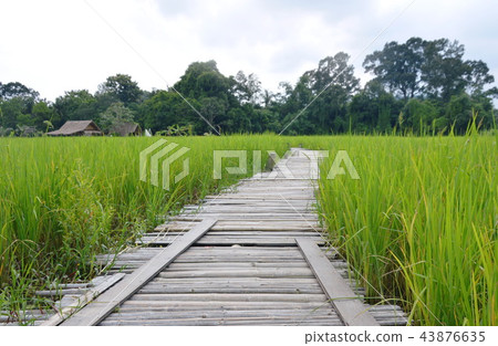 curve bamboo bridge on paddy field in Thailand  43876635