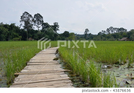 curve bamboo bridge on paddy field in Thailand curve bamboo bridge on paddy field in Thailand 43876636