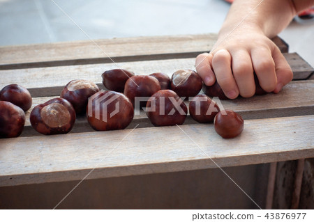 Conkers, shelled chestnuts on wooden box picked up bz zoung girls hand Conkers, shelled chestnuts on wooden box picked up bz zoung girls hand 43876977
