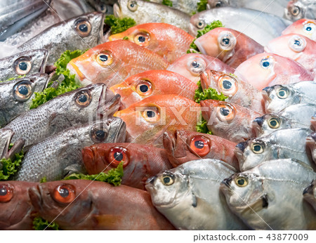 鮮魚 43877009