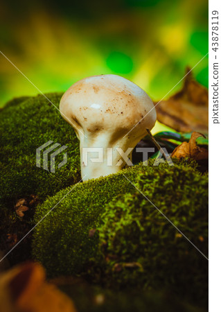 Wet mushroom puffball grows on green moss 43878119