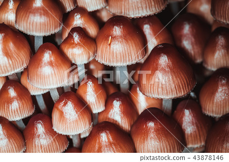 many little mushrooms on a tree stump close-up 43878146