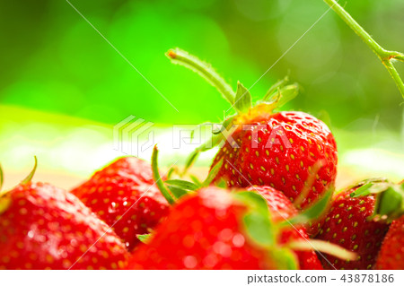 fresh strawberries closeup on blurry background fresh strawberries closeup on blurry background 43878186