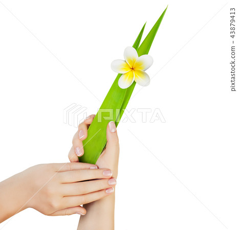 Manicure. Female hands isolated.  43879413