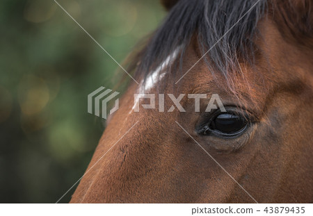 Gentle eye of a brown horse Gentle eye of a brown horse 43879435