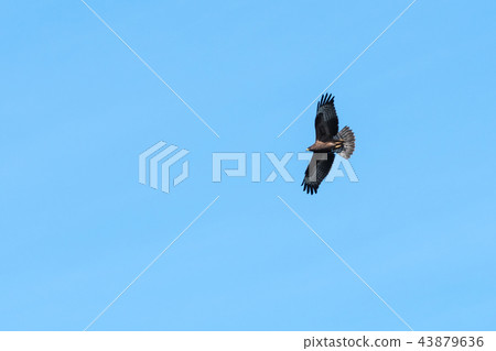 Awesome bird of prey in flight Awesome bird of prey in flight 43879636