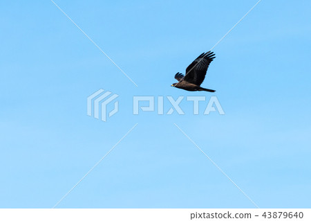 Bird of Prey in flight Bird of Prey in flight 43879640