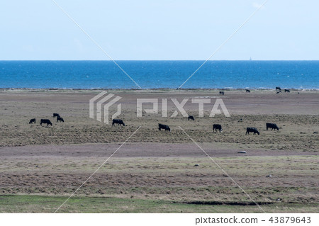 Grazing cattle by seaside Grazing cattle by seaside 43879643