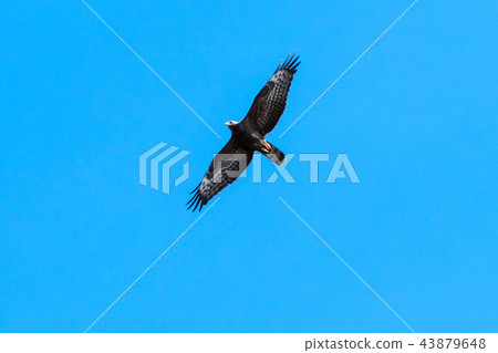 European Honey Buzzard in awesome flight European Honey Buzzard in awesome flight 43879648