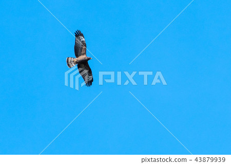 Flying bird of prey 43879939