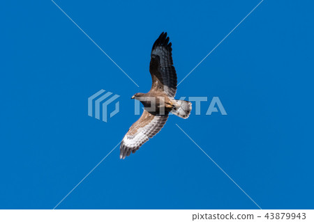 European Honey Buzzard with spread wings European Honey Buzzard with spread wings 43879943