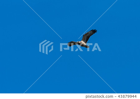 Honey Buzzard in flight Honey Buzzard in flight 43879944