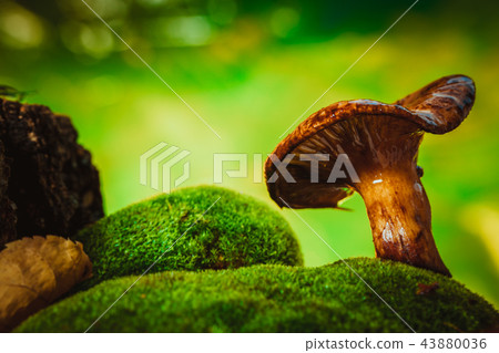 fresh chanterelle mushroom growing woods on moss fresh chanterelle mushroom growing woods on moss 43880036
