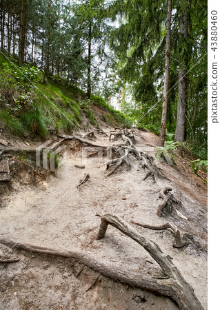 forest near ruin of the Valdstejn gothic castle 43880460