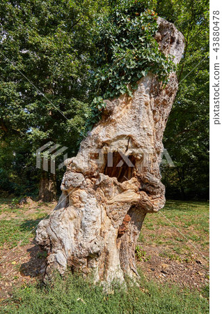 old hollow tree with ivy 43880478
