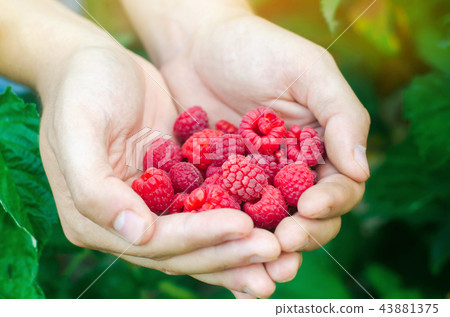 the farmer is harvesting fresh raspberries 43881375