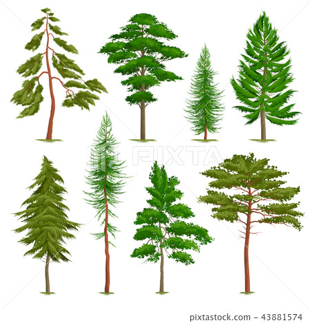 Realistic Pine Trees Set 43881574